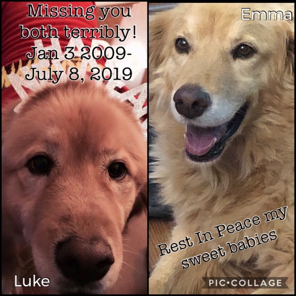 Meet your Posher, Chonta - Picture 3 of 8